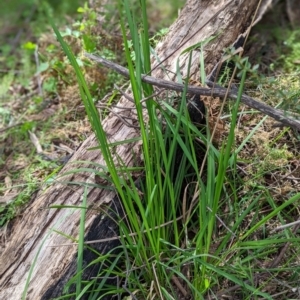 Poa helmsii at Paddys River, ACT - 2 Nov 2021