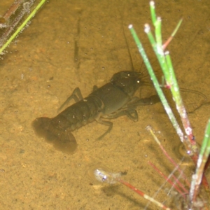 Cherax destructor at Fisher, ACT - 9 Feb 2022 08:41 PM