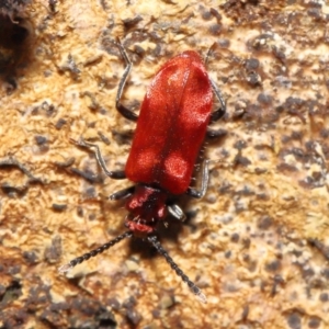 Lemodes coccinea at Paddys River, ACT - 8 Feb 2022 11:10 AM