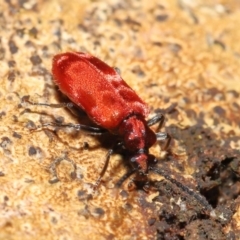 Lemodes coccinea at Paddys River, ACT - 8 Feb 2022 11:10 AM