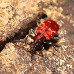 Lemodes coccinea at Paddys River, ACT - 8 Feb 2022 11:10 AM