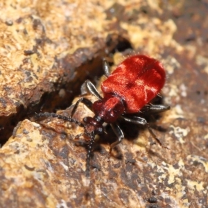 Lemodes coccinea at Paddys River, ACT - 8 Feb 2022 11:10 AM