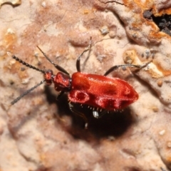 Lemodes coccinea at Paddys River, ACT - 8 Feb 2022 11:10 AM