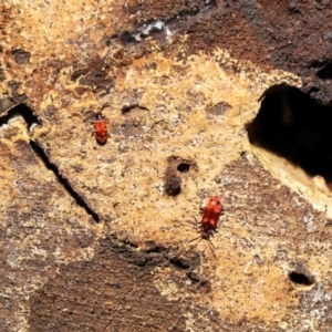 Lemodes coccinea at Paddys River, ACT - 8 Feb 2022