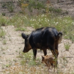 Sus scrofa (Pig (feral)) at Googong Foreshore - 9 Feb 2022 by Steve_Bok