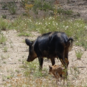 Sus scrofa at Googong, NSW - 10 Feb 2022