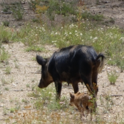 Sus scrofa (Pig (feral)) at Googong Foreshore - 9 Feb 2022 by Steve_Bok