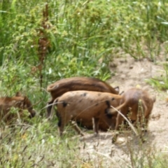 Sus scrofa at Googong, NSW - suppressed