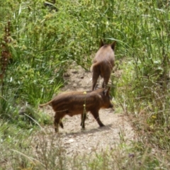 Sus scrofa at Googong, NSW - 10 Feb 2022