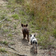 Sus scrofa at Googong, NSW - 10 Feb 2022