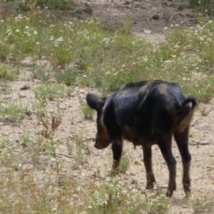 Sus scrofa at Googong, NSW - suppressed