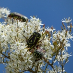 Eupoecila australasiae (Fiddler Beetle) at Googong, NSW - 10 Feb 2022 by SteveBorkowskis