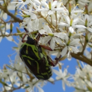 Eupoecila australasiae at Googong, NSW - 10 Feb 2022