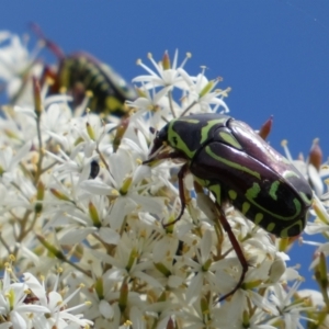 Eupoecila australasiae at Googong, NSW - 10 Feb 2022 11:05 AM