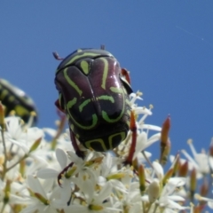 Eupoecila australasiae at Googong, NSW - 10 Feb 2022