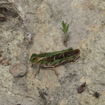 Gastrimargus musicus (Yellow-winged Locust or Grasshopper) at Googong Foreshore - 9 Feb 2022 by Steve_Bok