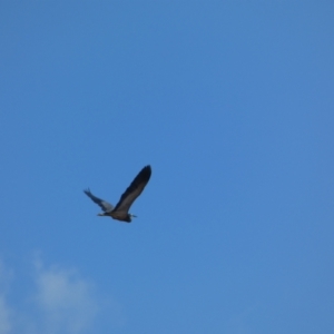 Egretta novaehollandiae at Googong, NSW - 10 Feb 2022 11:38 AM