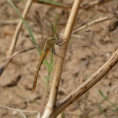 Diplacodes bipunctata (Wandering Percher) at Googong, NSW - 10 Feb 2022 by SteveBorkowskis