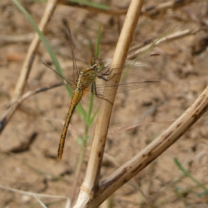 Diplacodes bipunctata at QPRC LGA - 10 Feb 2022 11:43 AM