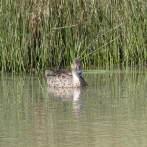 Anas gracilis at Googong, NSW - 10 Feb 2022