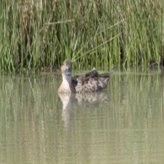 Anas gracilis at Googong, NSW - 10 Feb 2022