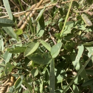 Glycine tabacina at Throsby, ACT - 10 Feb 2022