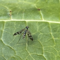 Heteropsilopus ingenuus (A long-legged fly) at O'Connor, ACT - 8 Feb 2022 by NedJohnston