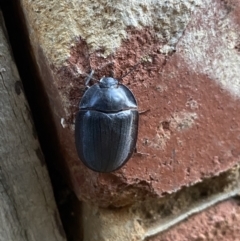 Pterohelaeus piceus (Pie-dish beetle) at O'Connor, ACT - 24 Jan 2022 by Ned_Johnston