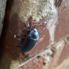 Pterohelaeus piceus at O'Connor, ACT - 24 Jan 2022