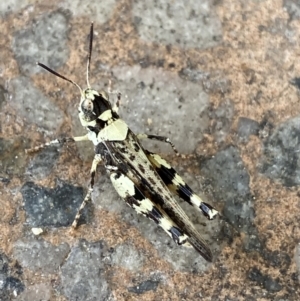 Urnisa sp. (genus) at Cooma, NSW - 24 Jan 2022 11:47 AM