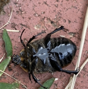 Chondropyga dorsalis at O'Connor, ACT - suppressed