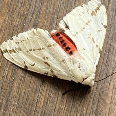 Ardices canescens (Dark-spotted Tiger Moth) at O'Connor, ACT - 10 Feb 2022 by Ned_Johnston