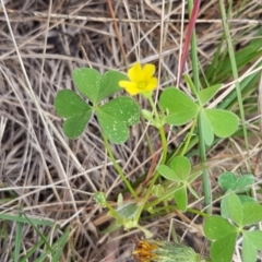Oxalis sp. (Wood Sorrel) at Bass Gardens Park, Griffith - 10 Feb 2022 by SRoss
