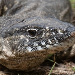 Varanus rosenbergi (Heath or Rosenberg's Monitor) at Booth, ACT - 10 Feb 2022 by rawshorty