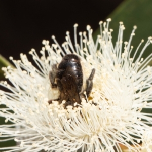 Paracolletes crassipes at Belconnen, ACT - 10 Feb 2022