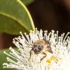 Paracolletes crassipes at Belconnen, ACT - 10 Feb 2022