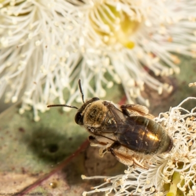 Leioproctus sp. (genus) (Plaster bee) at Red Hill, ACT - 10 Feb 2022 by Roger