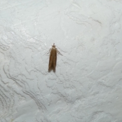 Eutorna tricasis (A Depressariid moth) at McKellar, ACT - 7 Feb 2022 by Amata