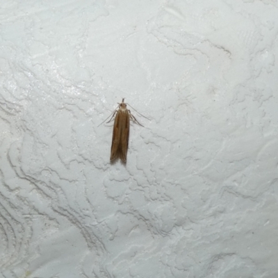 Eutorna tricasis (A Depressariid moth) at McKellar, ACT - 7 Feb 2022 by Amata