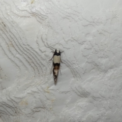 Monopis icterogastra (Wool Moth) at McKellar, ACT - 9 Feb 2022 by Birdy