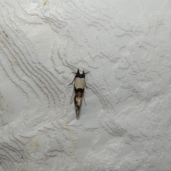 Monopis icterogastra (Wool Moth) at McKellar, ACT - 9 Feb 2022 by Amata