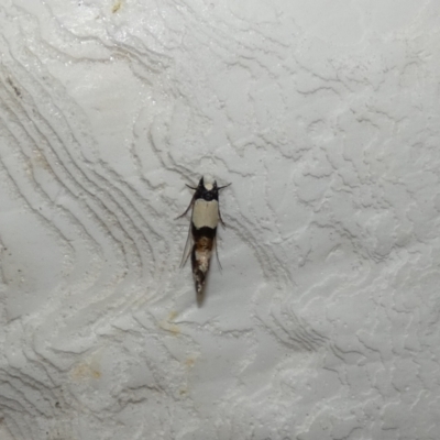 Monopis icterogastra (Wool Moth) at McKellar, ACT - 9 Feb 2022 by Amata
