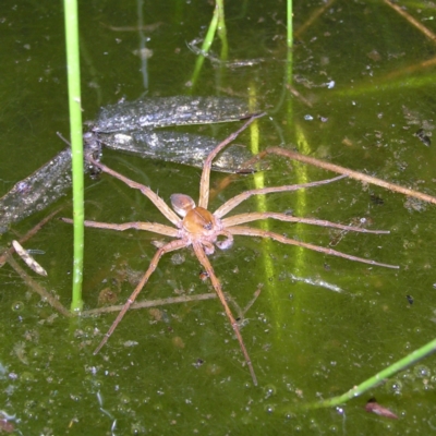 Pisauridae (family) (Water spider) at Fisher, ACT - 9 Feb 2022 by MatthewFrawley