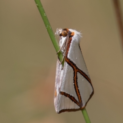 Thalaina clara (Clara's Satin Moth) at Booth, ACT - 10 Feb 2022 by rawshorty