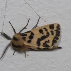 Ardices curvata (Crimson Tiger Moth) at Higgins, ACT - 10 Feb 2022 by AlisonMilton