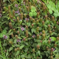 Prunella vulgaris at Latham, ACT - 29 Jan 2022