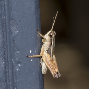 Phaulacridium vittatum at Higgins, ACT - 7 Feb 2022 12:56 PM