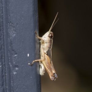 Phaulacridium vittatum at Higgins, ACT - 7 Feb 2022 12:56 PM