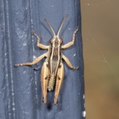 Phaulacridium vittatum at Higgins, ACT - 7 Feb 2022 12:56 PM