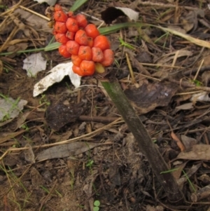 Arum italicum at Latham, ACT - 29 Jan 2022